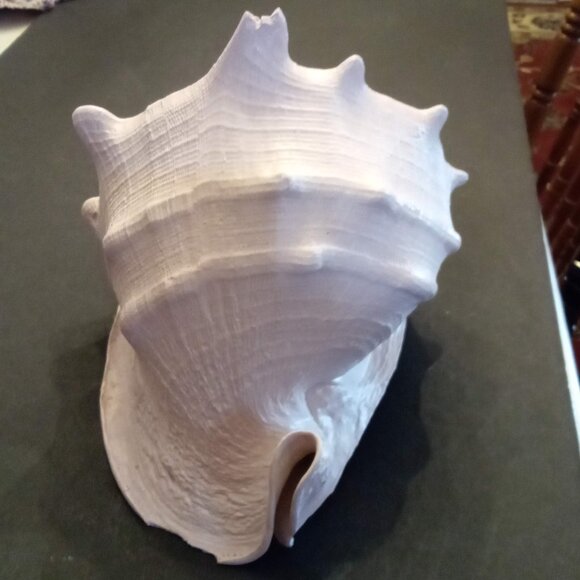 Huge CASSIS CORNUTA Horned Queen Helmet Conch Sea Shell painted blush pink 8x10" - Picture 4 of 8